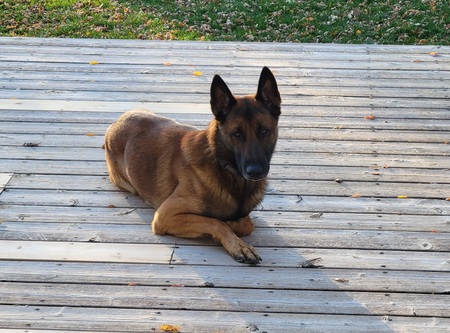 Entry image for Finn. Clicking this image will show a larger photo