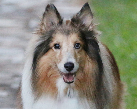 Macy