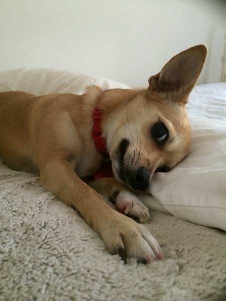 Babydog