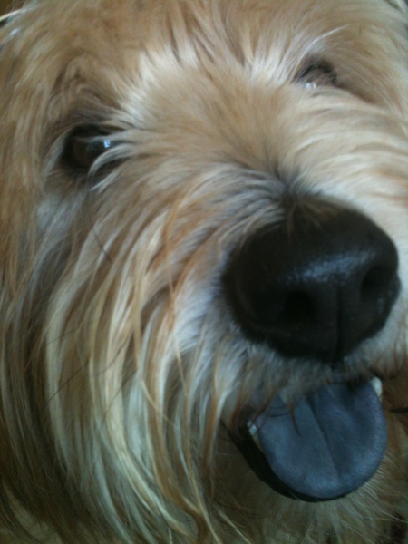 Punkin