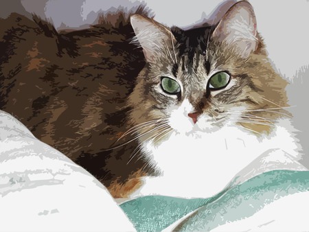 Callie Cat