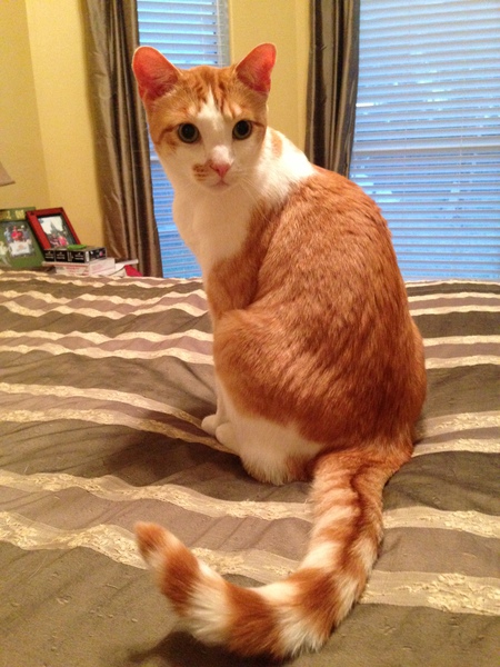 Phineas