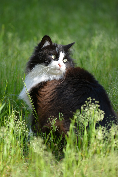 Lolabelle