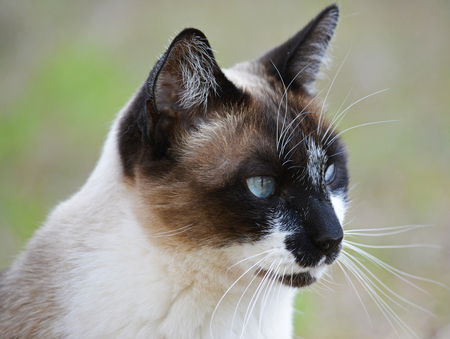 Toobie