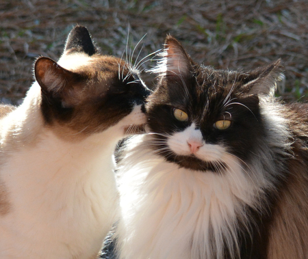 Toobie and Speedy