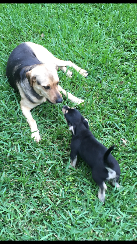 Buck and foster pup seal