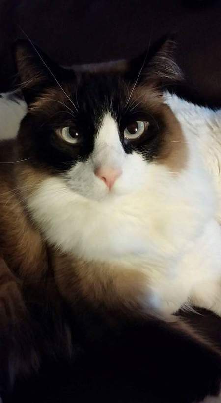 Bandit