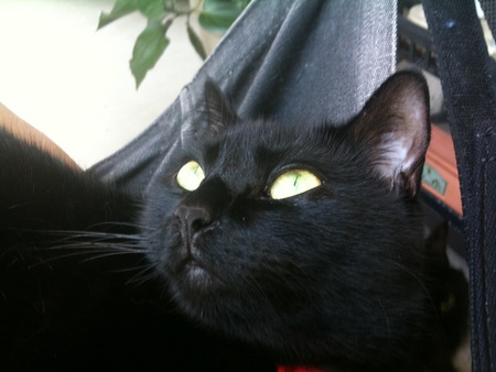 Mischa Nadeen aka my little Monkey