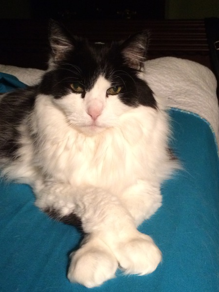 Paddy, the most interesting cat in the world