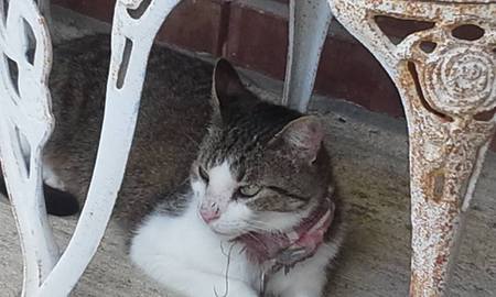 Mister Kitty