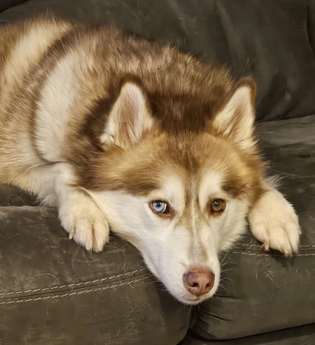 Maverick 