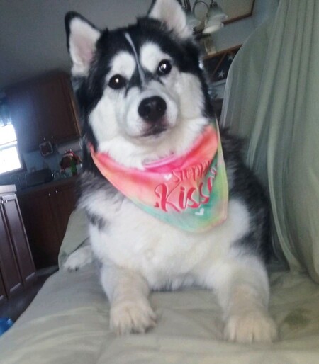 Mishka