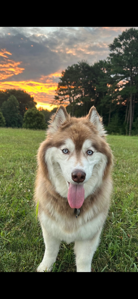 Xena