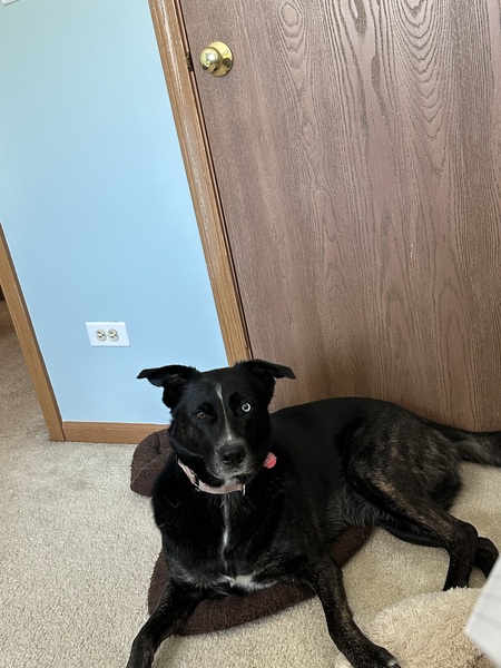 Oreo