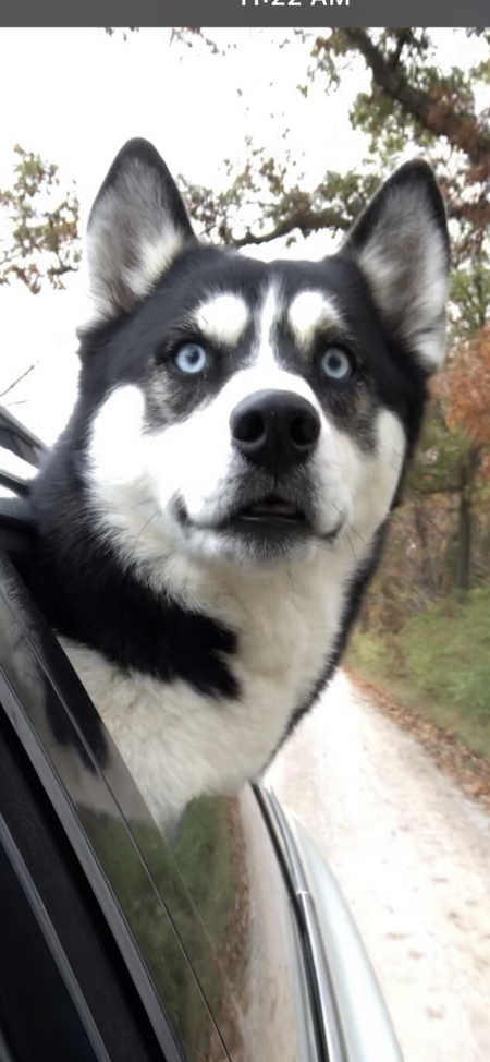 Nova