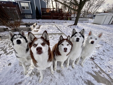 Sasha, Autumn, Chance, Storm, & Sky