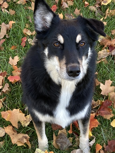 Bert
