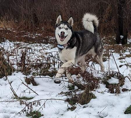 Nika