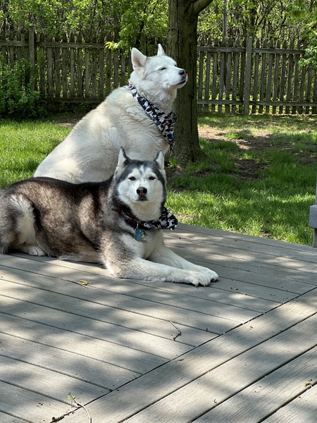 Levi and Princess 