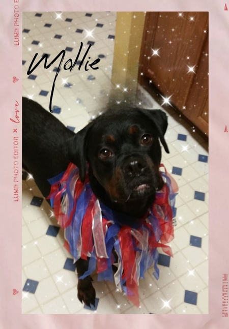 Mollie