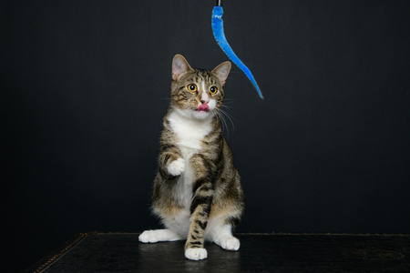 Lynx