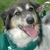 Entry image for Trixie