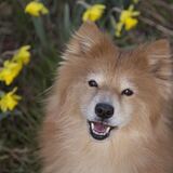 Entry image for Abby