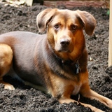 Entry image for Bella