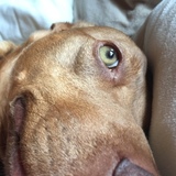 Entry image for Sammy