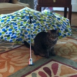 Entry image for Schnooky