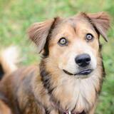 Entry image for Sadie