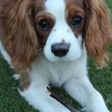 Entry image for Keisel