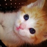 Entry image for Josie