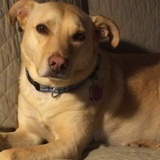 Entry image for Joey