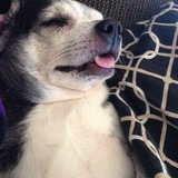 Entry image for Ivan