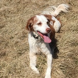 Entry image for Hunter