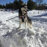 Entry image for Roxy