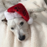 Entry image for Rosie