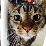 Entry image for Maurice