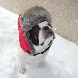 Entry image for Momo