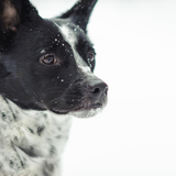 Entry image for Pixel