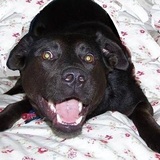 Entry image for Milo Cooper