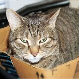 Entry image for Tabby Tabs