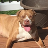 Entry image for Rufus