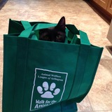 Entry image for Chestnut