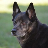 Entry image for Ozzie