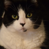 Entry image for Fiona