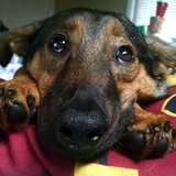 Entry image for Georgi La Forge