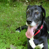 Entry image for Ripley