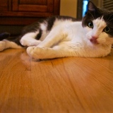 Entry image for Ollie